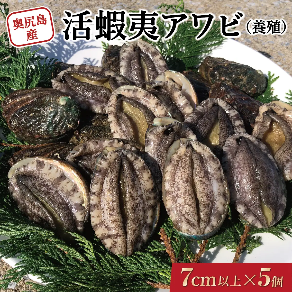 奥尻島産 活蝦夷アワビ（養殖）5個入り 70mm以上