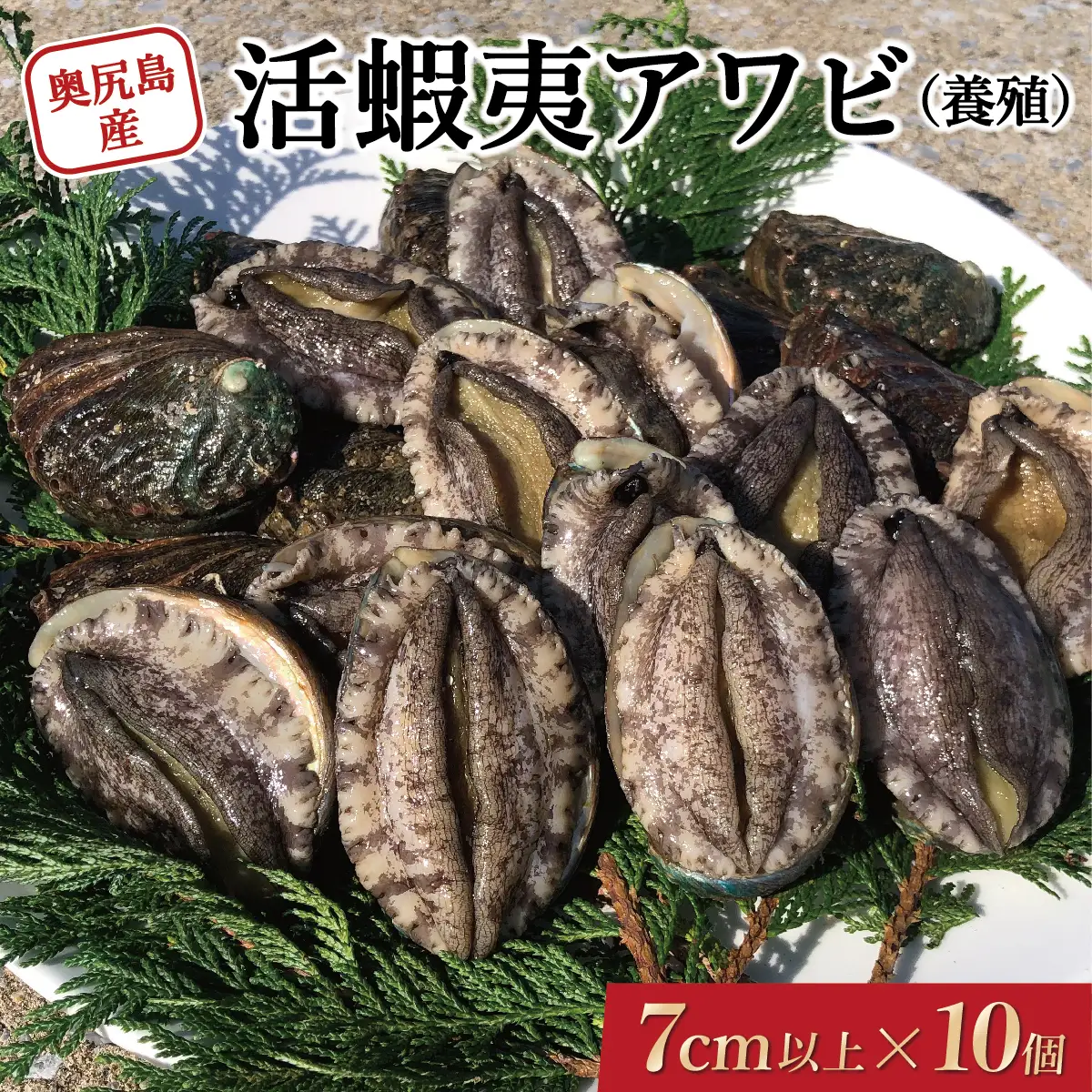 奥尻島産 活蝦夷アワビ（養殖）10個入り 70mm以上