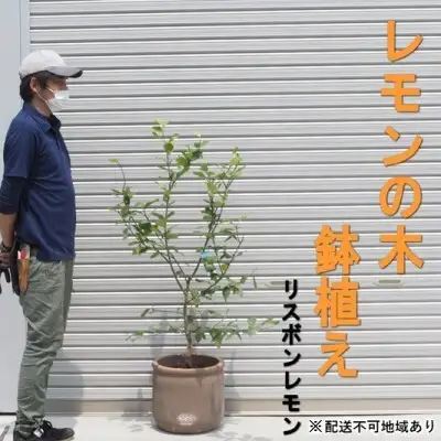 鉢植え レモンの木 リスボンレモン 大きめサイズ 鉢植え