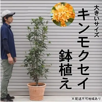 鉢植え 金木犀 キンモクセイ オリーブ柄 鉢植え 40cm