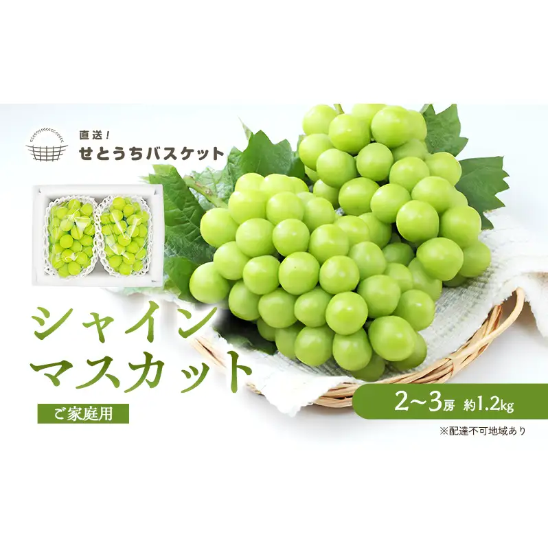 ぶどう 2026年 先行予約 ご家庭用 シャインマスカット 2～3房 約1.2kg ブドウ 葡萄  岡山県産 国産 フルーツ 果物 直送！せとうちバスケット 種なし 大粒 産地直送 デザート 
