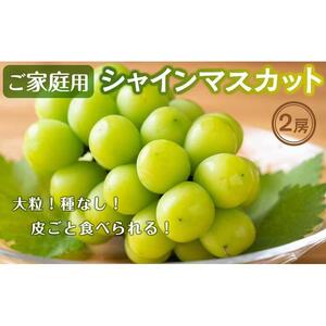 ご家庭用シャインマスカット2房入り（1.1kg以上）