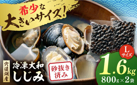 しじみ しじみ 砂抜き済 Lサイズ800×2袋(1.6kg) 島根県松江市/しじみ市場株式会社[ALDK005] しじみ しじみ