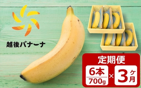 【定期便・雪国新潟産バナナ】6本（700g）×3回 濃厚な甘さともっちり食感！安心安全の越後バナーナ[ZK918]