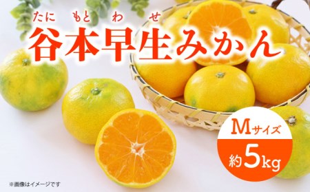 【先行予約】極早生（谷本早生） みかん Mサイズ 約5kg  ー2026年10月より発送ー 長与町/山口農園 [EBI007]  みかん 柑橘 果物 くだもの フルーツ 季節限定 数量限定 温州みかん ミカン 5kg 先行予約 産地直送 長崎県産 長与町