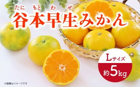 【先行予約】極早生（谷本早生） みかん Lサイズ 約5kg  ー2026年10月より発送ー 長与町/山口農園 [EBI008]  みかん 柑橘 果物 くだもの フルーツ 季節限定 数量限定 温州みかん ミカン 5kg 先行予約 産地直送 長崎県産 長与町