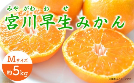 宮川早生みかんMサイズ約5kg[EBI010]