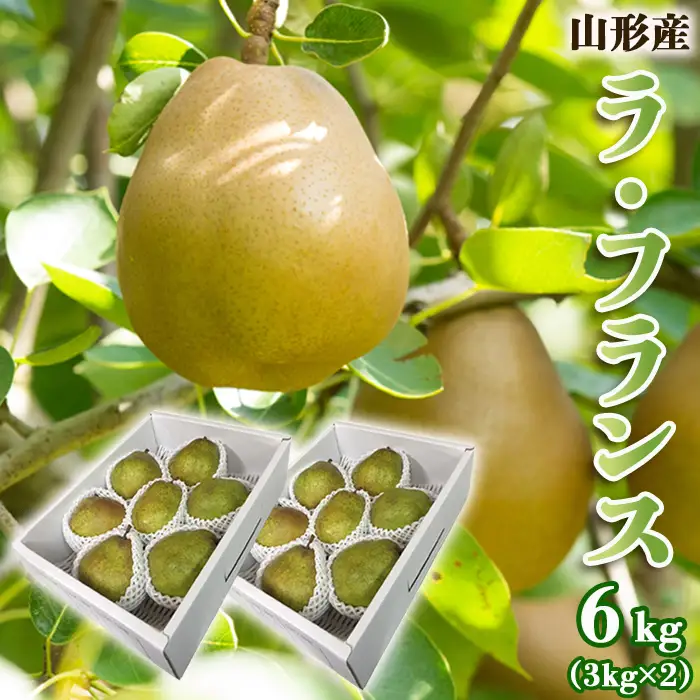 山形のラ・フランス 秀 約6kg(12～18玉・3L～6L)[12月発送]【令和8年産先行予約】  FS25-785