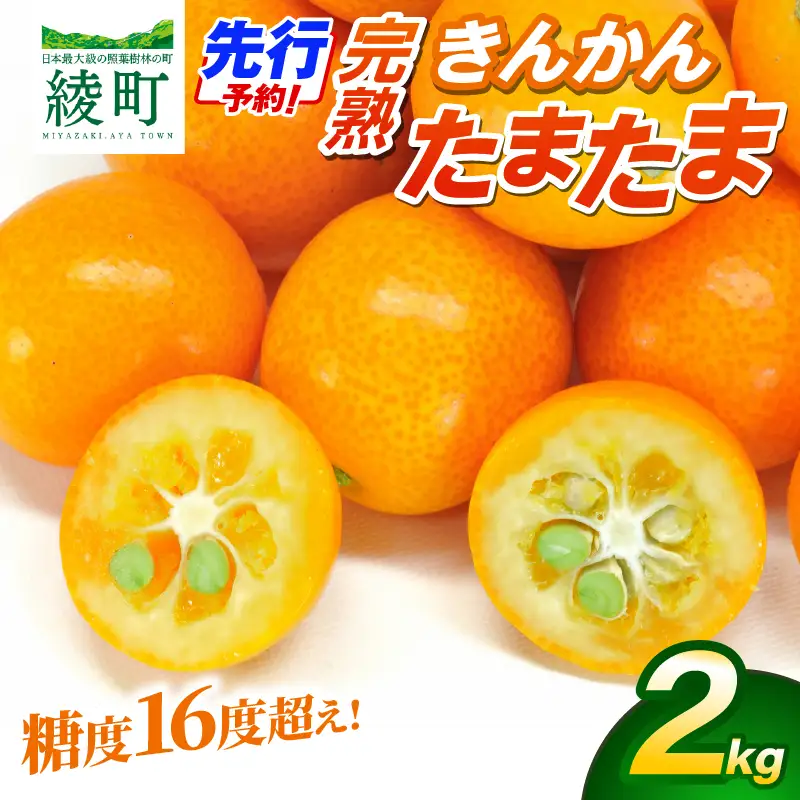 【先行予約】完熟きんかん「たまたま」2kg 果物 フルーツ くだもの 柑橘 金柑 おすすめ ブランド ギフト 贈り物 贈答 プレゼント おすそ分け おやつ スイーツ デザート 大きい 糖度が高い 常温 産地直送 宮崎県 綾町 送料無料【JA綾町】_A0114-257