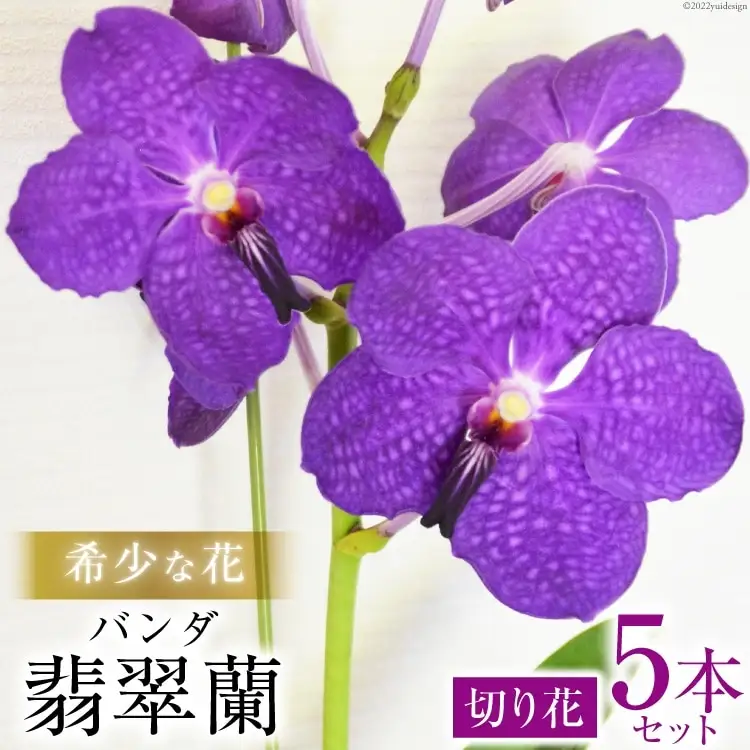 AG052希少な花　「華やかな恋」の予感　翡翠蘭（バンダ）　切り花５本セット