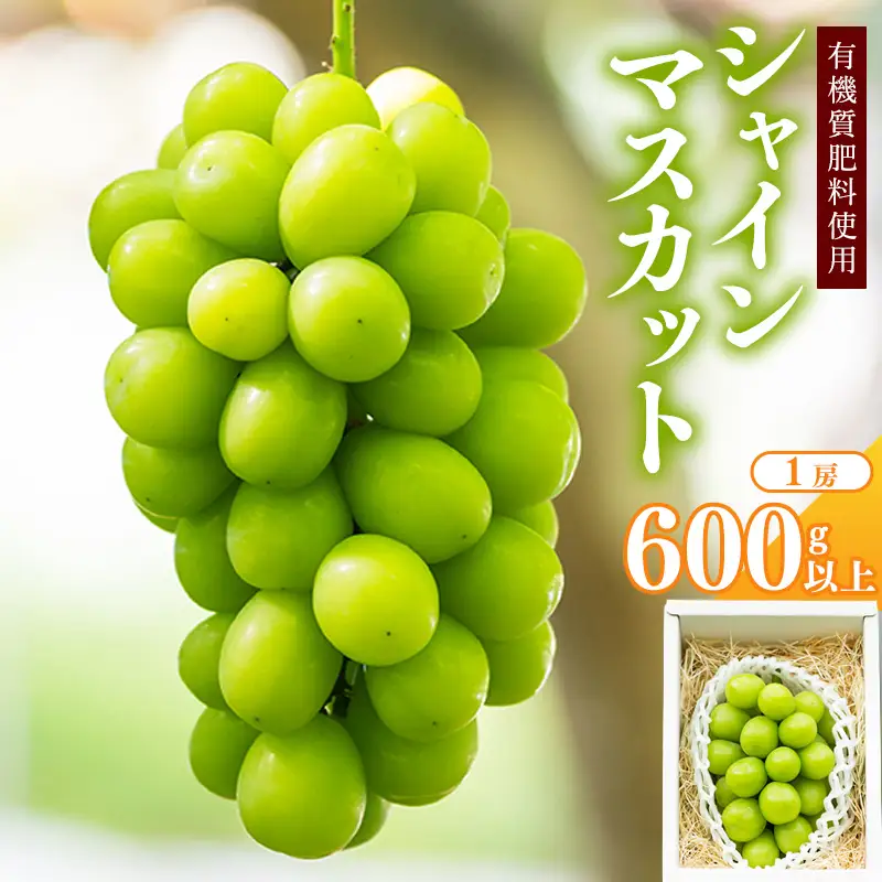 令和8年産 先行予約 ＜厳選＞シャインマスカット 600g 以上（1房）山形県産【2026年9月上旬頃～10月上旬頃発送予定】※配送不可 沖縄・離島　010-B-AF009