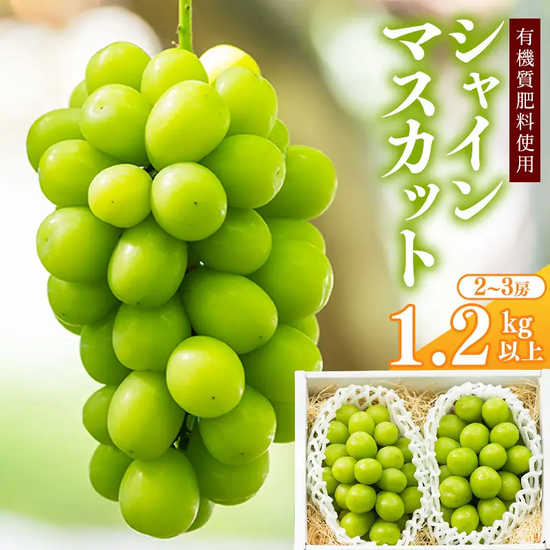 令和8年産 先行予約 ＜厳選＞ シャインマスカット 1.2kg以上（2～3房） 山形県産【2026年9月上旬頃～10月上旬頃発送予定】※配送不可 沖縄・離島　016-B-AF010