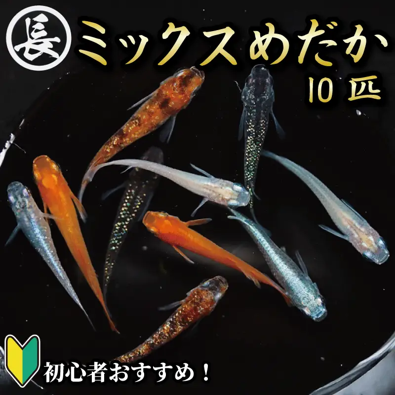 【メダカ】ミックスめだか 10匹 死着補償 飼育ガイド