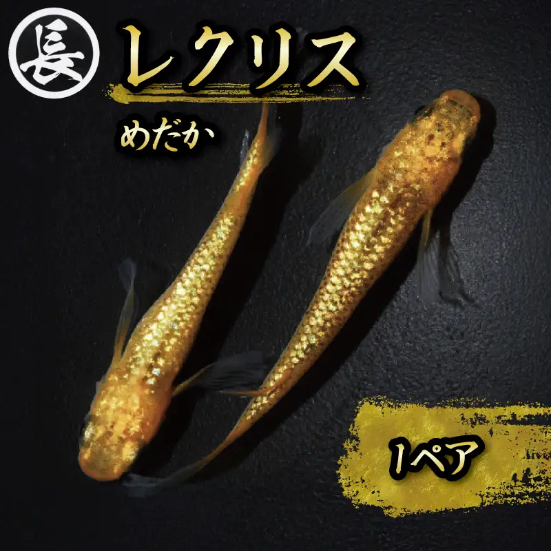 【メダカ】レクリス 1ペア めだか