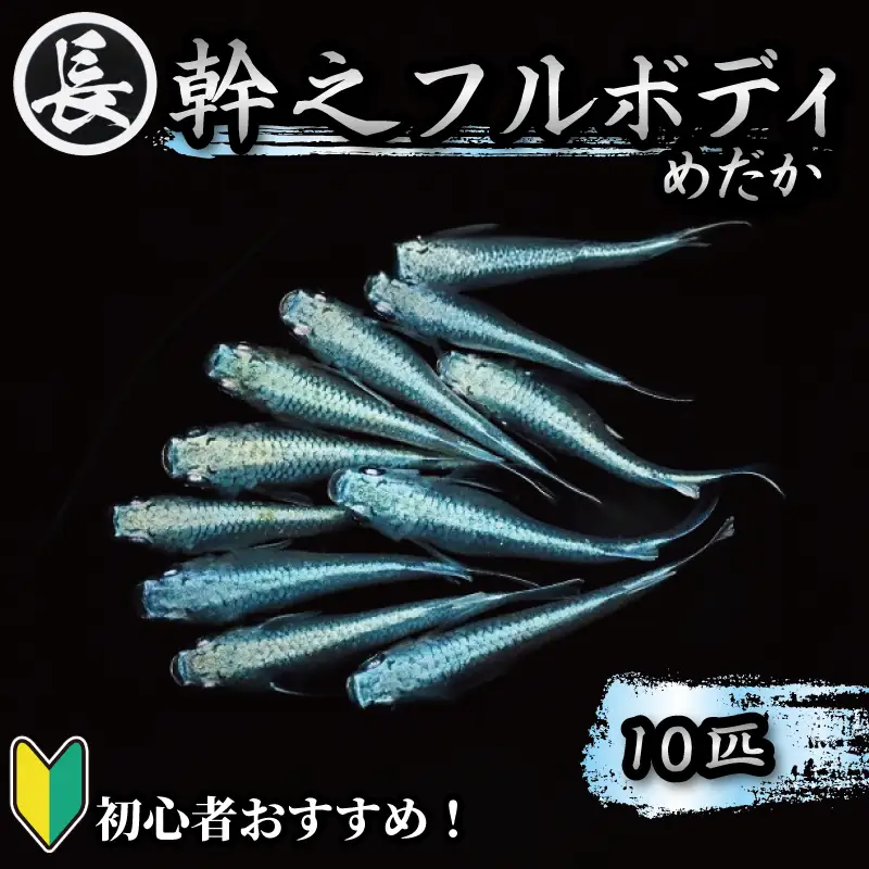 【メダカ】 幹之フルボディ 10匹  めだか 