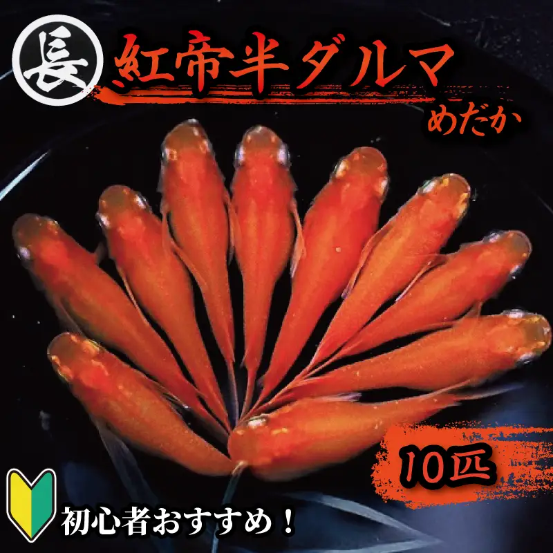 【めだか 紅帝半ダルマ】 10匹 めだか 初心者 牧之原市