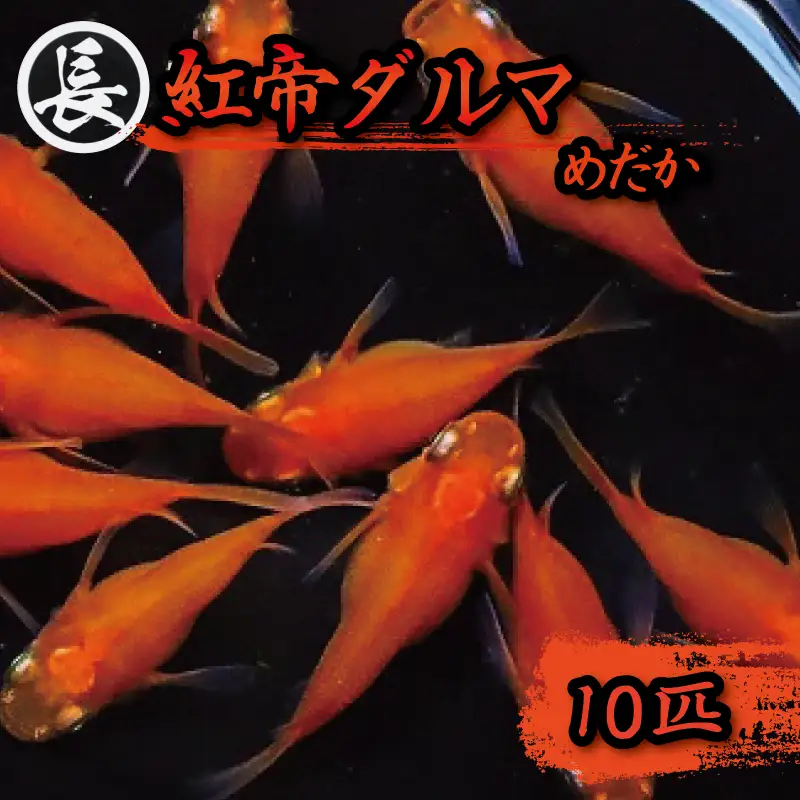 【メダカ】 紅帝ダルマ 10匹 めだか 丸長