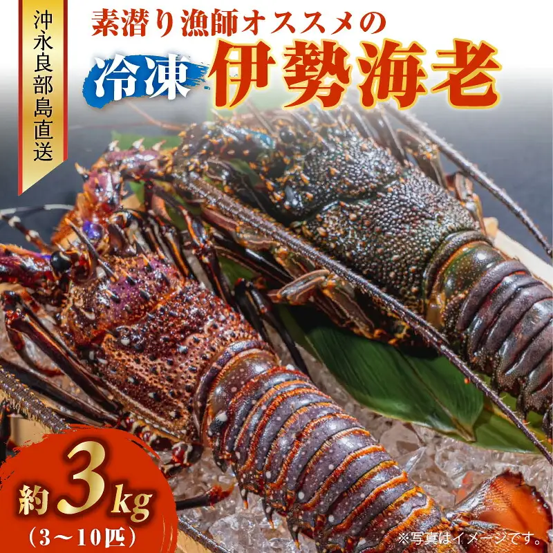 沖永良部島 直送 ！ 素潜り漁師 オススメ の 冷凍 伊勢海老 約 3kg （ 3 ～ 10匹 ）！ W030-004u 海鮮 エビ
