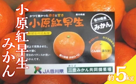 小原紅早生みかん 約5kg