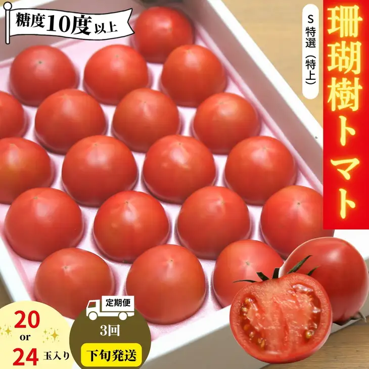 トマト 定期便 3回 計3kg 2027年3月下旬から発送 珊瑚樹トマト