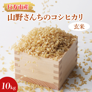 ★令和8年度産★山野さんちのコシヒカリ 10kg(玄米)｜米 お米 こめ こしひかり コシヒカリ 令和8年産 R8年産 新米 玄米 茨城県 行方市(BR-5-1)