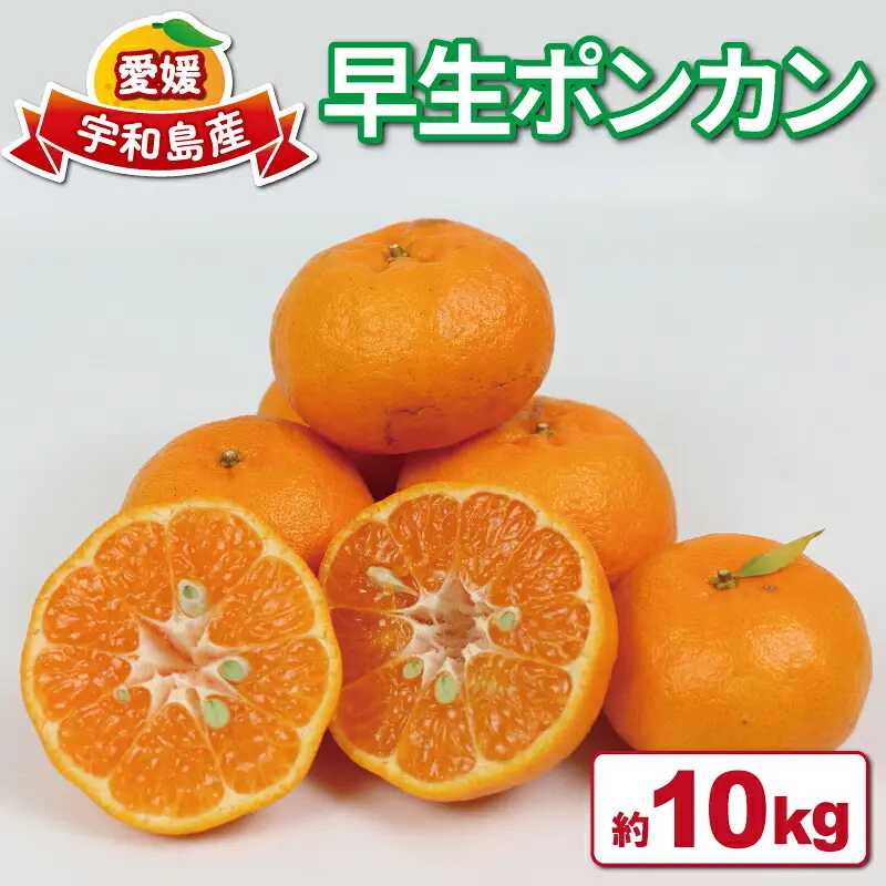愛媛みかん 早生 ポンカン 10kg 平石農園 太田ポンカン 早生ポンカン ぽんかん みかん mikan 愛媛ミカン 愛媛蜜柑 果物 くだもの フルーツ 柑橘 甘い みかん 蜜柑 数量限定 産地直送 農家直送 国産 愛媛 宇和島 B011-017002