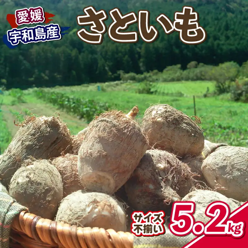 里芋 5.2kg さといも サイズ 不揃い 御槇米生産協議会 里芋愛媛宇和島 F012-018001