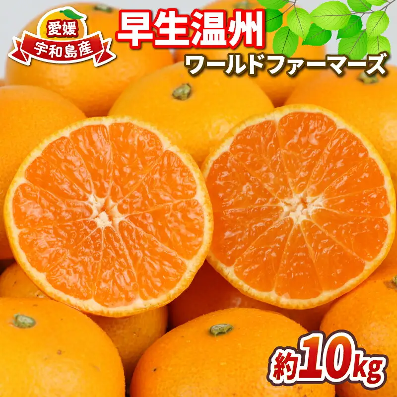【みかん】早生温州10kgWFみかん B012-024001