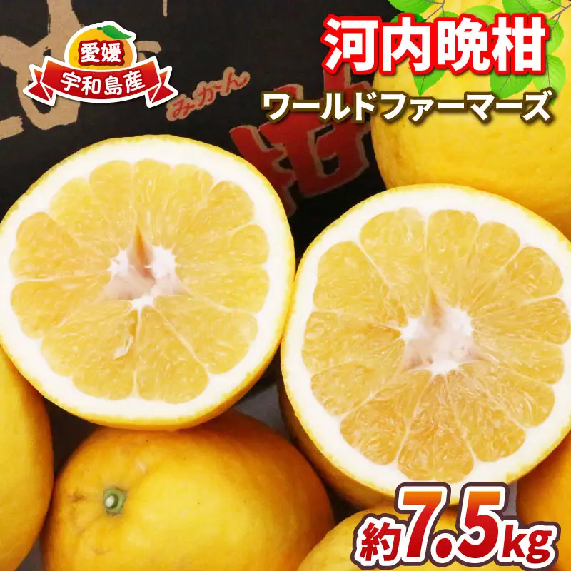 愛媛みかん 河内晩柑 7.5kg WF 愛媛みかん B012-024010