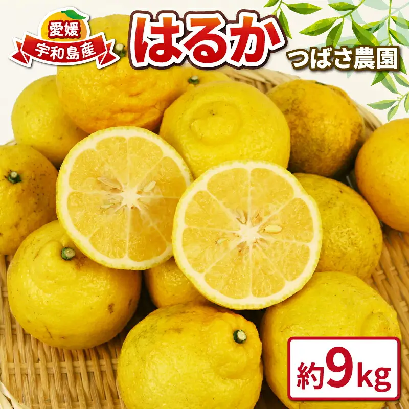 【先行予約】はるか 9kg 家庭用 つばさ農園 柑橘 柑橘 B010-048002