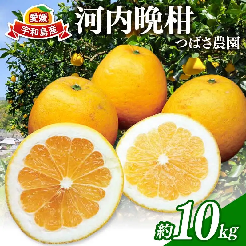 愛媛みかん 河内晩柑 家庭用 約 10kg つばさ農園 河内晩柑 B010-048004