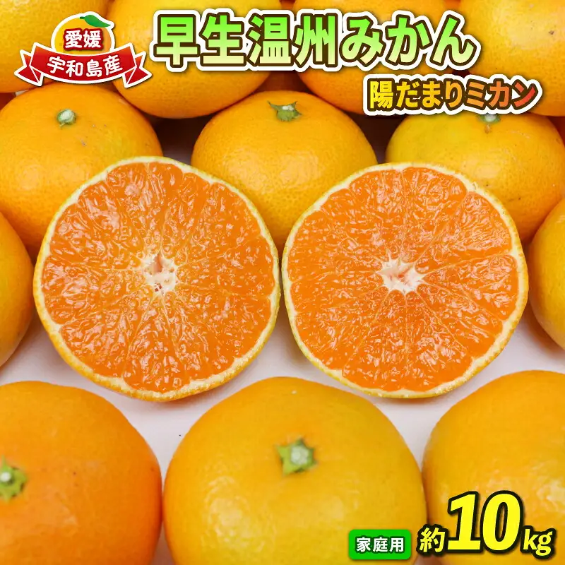 早生 みかん 10kg 家庭用 陽だまりミカン 早生 B012-050001