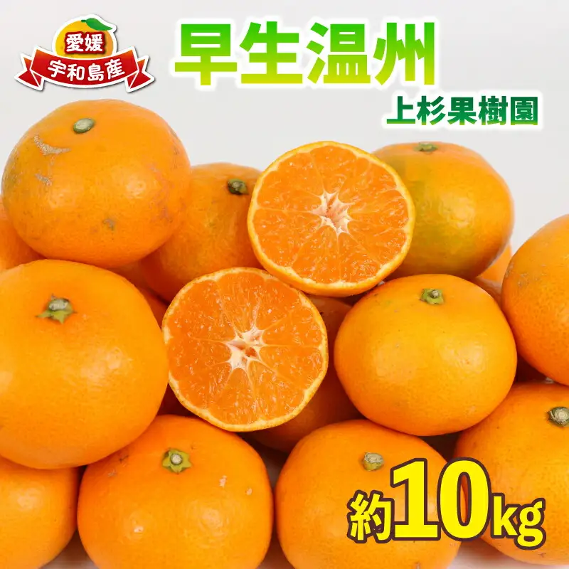 愛媛みかん 早生 温州 10kg サイズ 不揃い 家庭用 上杉果樹園 温州みかん B012-056001