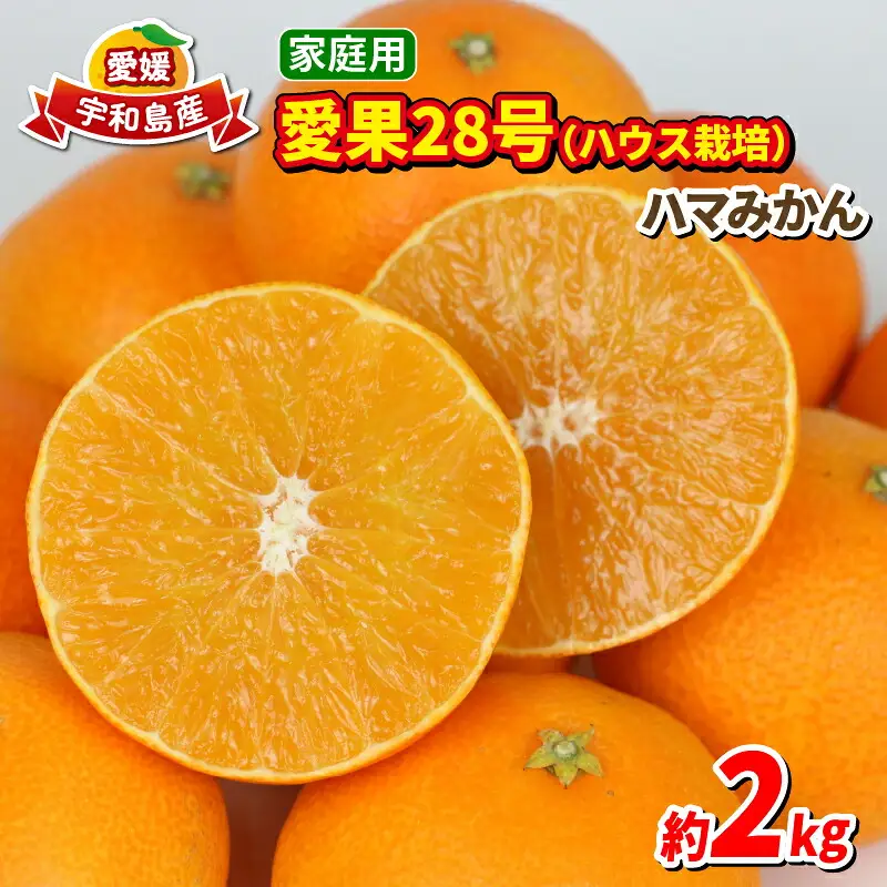 【紅まどんな と同品種】 まどんな 愛果28号 2kg 家庭用 ハウス栽培 ハマみかん 高級 B012-075001