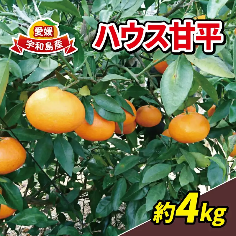 甘平 4kg 15~22個 ハウス栽培 甘平 南予ファーム B024-082003