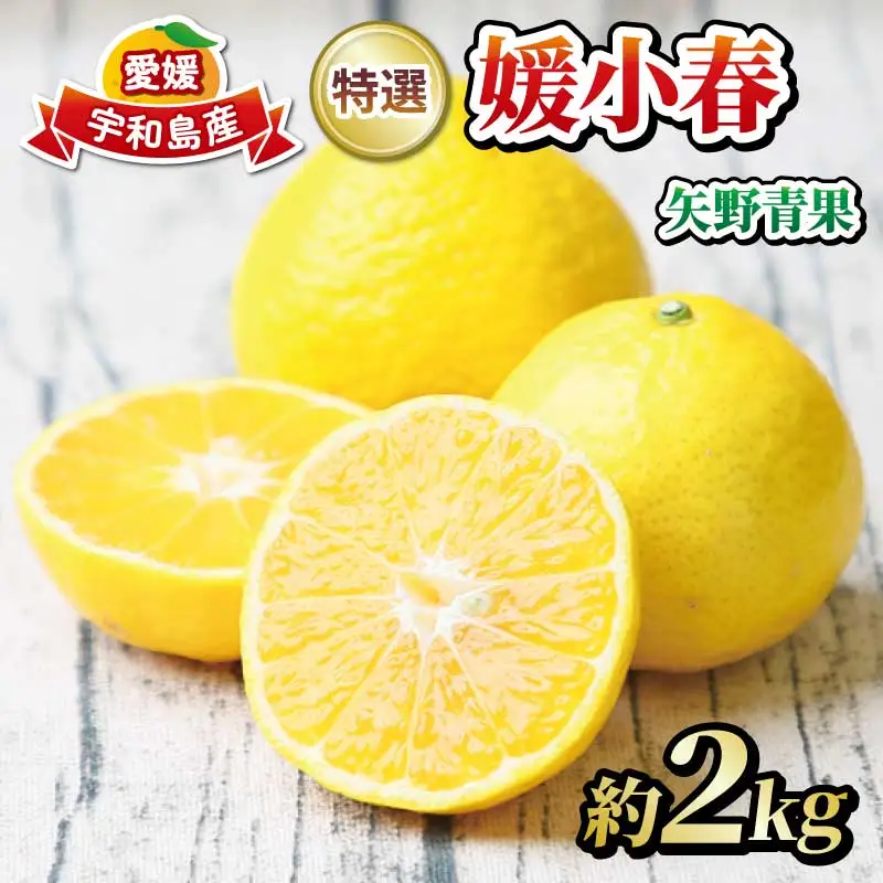 【果物】媛小春約2kg特選矢野青果果物みかん蜜柑|B015-171040