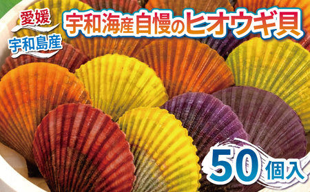 海の幸 ヒオウギ 貝 50個 羽根 BBQ 網焼き 二枚貝 貝柱 檜扇貝 ヒオウギ貝 海鮮 海産物 海 特産品 うま味 旨味 おつまみ アヒージョ チーズ バター 醤油 焼き アレンジ アウトドア キャンプ カラフル レシピ 産地直送 国産 愛媛 宇和島 D020-110003