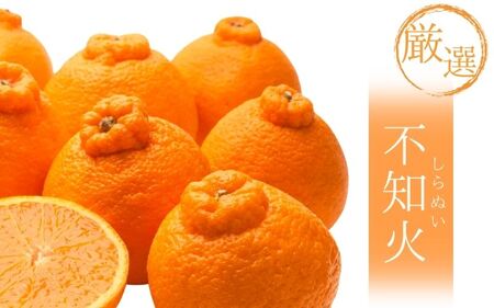 不知火 厳選 1kg+250g（痛み補償分） / みかん しらぬい 光センサー 選別 デコポン 柑橘 晩柑 和歌山 甘い 8000円 / ※2027年2月上旬～4月上旬ごろに順次発送予定 ※北海道・沖縄・離島への配送不可 【ikd010-p-1C】