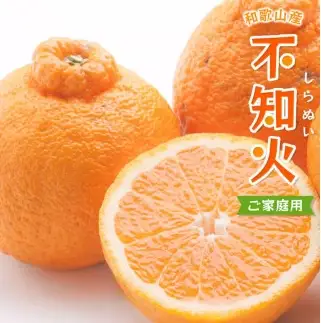 不知火 家庭用 1kg＋250g（痛み補償分） / みかん 訳あり しらぬい 光センサー 選別 デコポン 柑橘 晩柑 和歌山 甘い 5000円 / ※2027年2月上旬～4月上旬ごろに順次発送予定 ※北海道・沖縄・離島への配送不可【ikd010-c-1C】