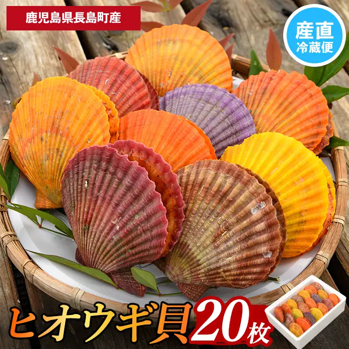 ＜先行受付＞長島特産！ヒオウギ貝(20個)【口之福浦ヒオウギ貝出荷グループ】 kuchi-7189