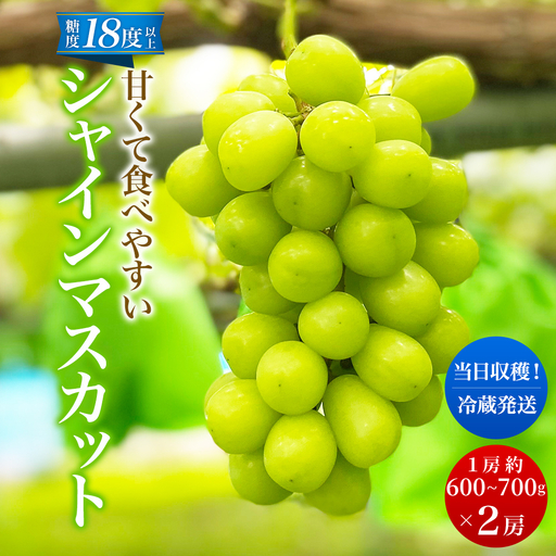 【先行予約】シャインマスカット 2房 1.2kg～1.4kg程度