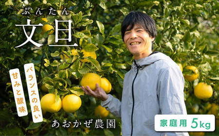 土佐文旦 5kg 家庭用 文旦