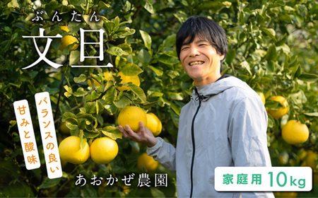 土佐文旦 10kg 家庭用 文旦