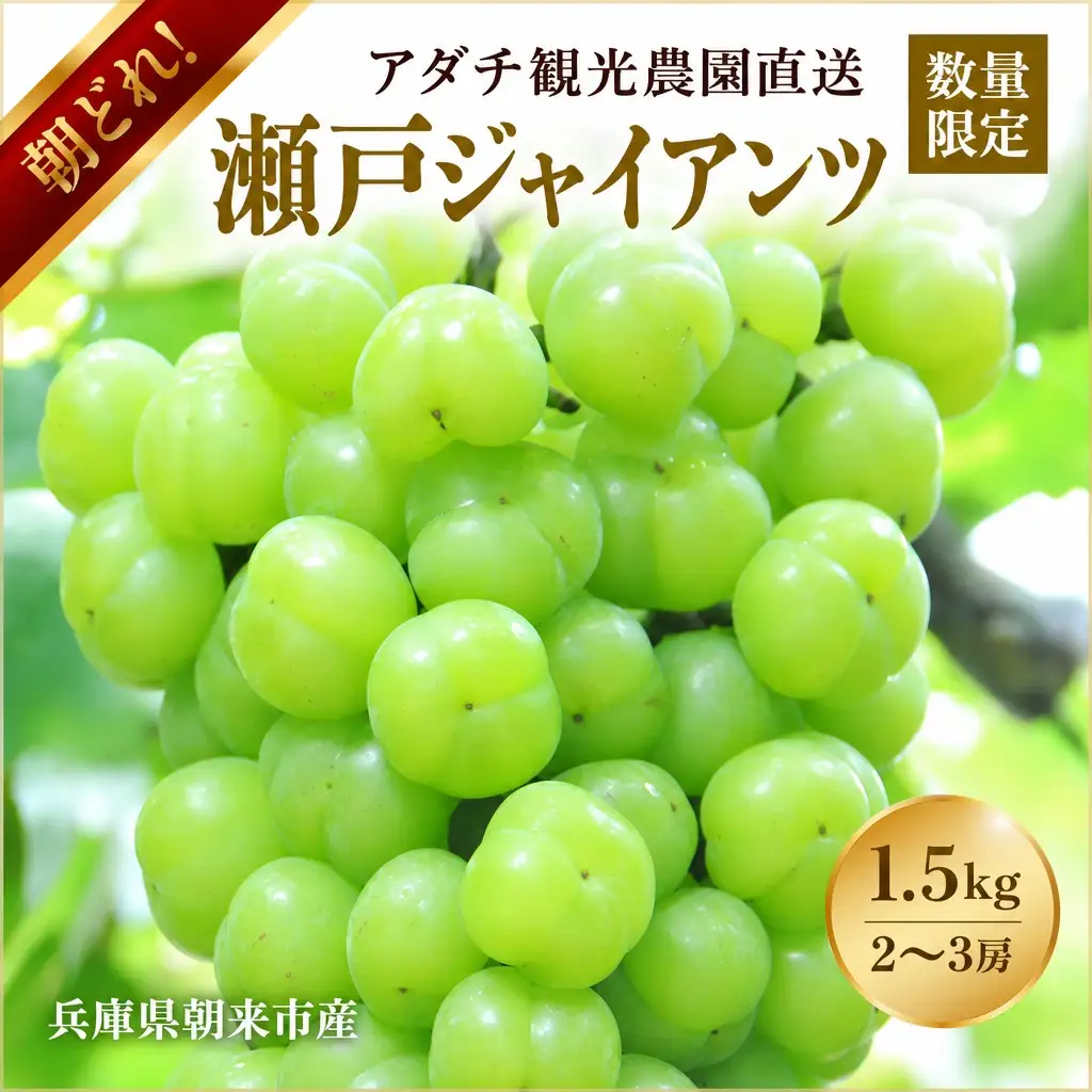 【数量限定マスカット】朝どれ！「瀬戸ジャイアンツ1.5kg(2～3房)」◆アダチ観光農園直送の絶品ぶどう◆ぶどう ブドウ 葡萄 マスカット 種なしぶどう 種無しぶどう 種無し 種なし 皮ごと 皮ごと食べられるぶどう 果物 フルーツ 産地直送 期間限定 兵庫県 朝来市 AS2CB3