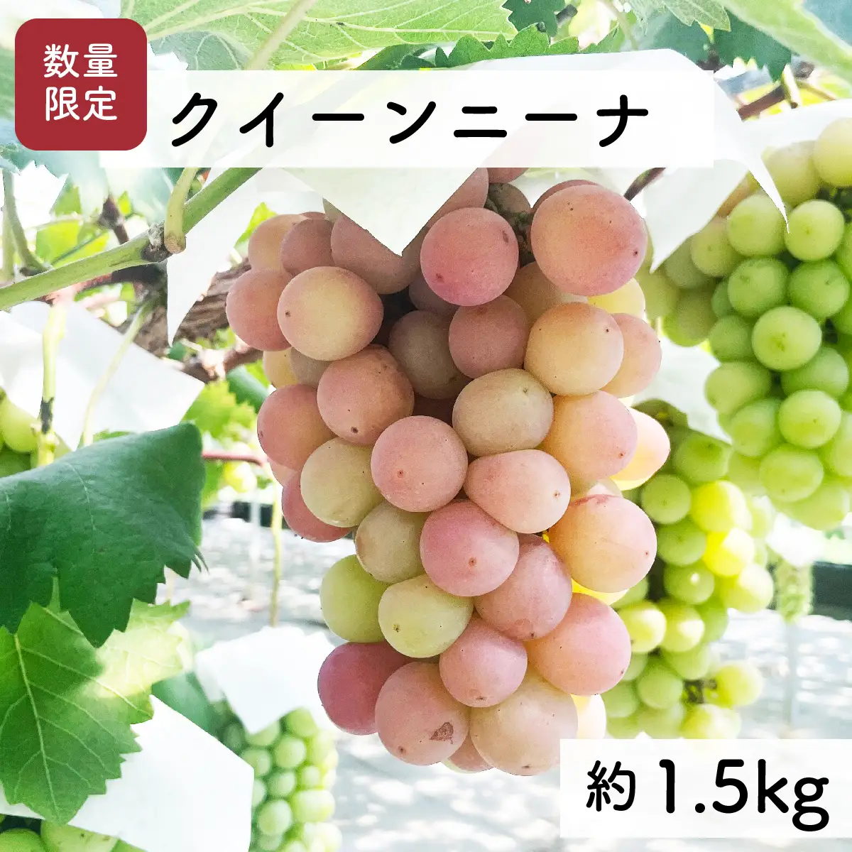 【先行予約・2026年9月】希少品種 数量限定 特大クイーンニーナ 1.5kg 産地直送 農家直送 甘い 大きい 種なし ぶどう 果物 限定品