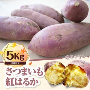 【先行予約】【2026年11月より順次発送開始】さつまいも　特選紅はるか 約5kg｜さつまいも 芋 お芋 紅はるか タネのハシモト 茨城県 行方市(BS-10)