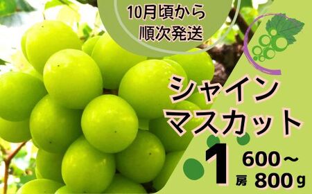 Y6　シャインマスカット1房(600～800g)　数量限定