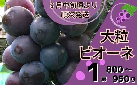 Y7　ピオーネ1房 (800～950g)　数量限定