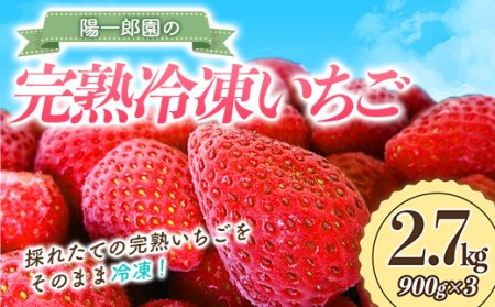 陽一郎園の完熟冷凍いちご 2.7kg【令和4年群馬県いちご品評会銀賞受賞】 F4H-0891