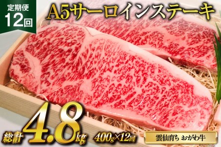 定期便 12回 牛肉 雲仙育ち おがわ牛 A5 サーロインステーキ 総計4.8kg(400g×12回) [焼肉おがわ 長崎県 雲仙市 item2112] ステーキ 黒毛和牛 冷凍